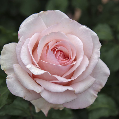 Rosa de flor grande Roberto Cappucci®, C5 interface.art foto 2 Rosa de flor grande Roberto Cappucci®, C5 interface.image 2 interface.art 5551