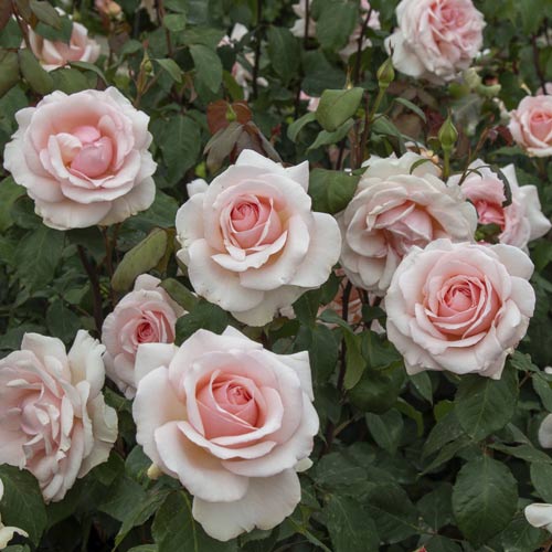Rosa de flor grande Roberto Cappucci®, C5 interface.art foto 3 Rosa de flor grande Roberto Cappucci®, C5 interface.image 3 interface.art 5551