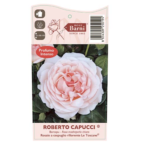 Rosa de flor grande Roberto Cappucci®, C5 interface.art foto 5 Rosa de flor grande Roberto Cappucci®, C5 interface.image 5 interface.art 5551