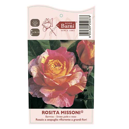 Rosa de flor grande Rosita Missoni®, C5 interface.art foto 4 Rosa de flor grande Rosita Missoni®, C5 interface.image 4 interface.art 6163