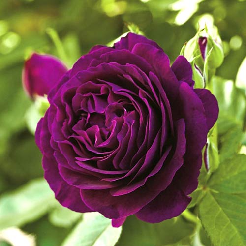 Rosa de flor grande Twilight Zone®, C5 interface.art foto 1 Rosa de flor grande Twilight Zone®, C5 interface.image 1 interface.art 5537