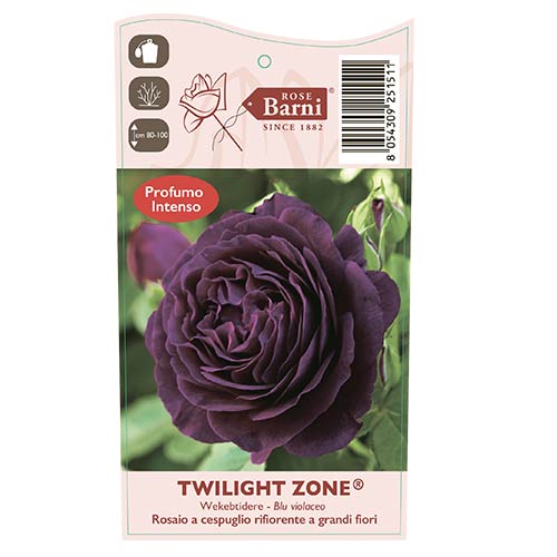 Rosa de flor grande Twilight Zone®, C5 interface.art foto 3 Rosa de flor grande Twilight Zone®, C5 interface.image 3 interface.art 5537