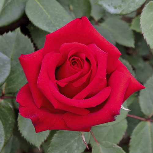 Rosa de flor grande Valentino®, C5 interface.art foto 1 Rosa de flor grande Valentino®, C5 interface.image 1 interface.art 5539