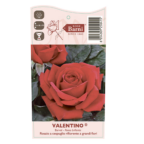 Rosa de flor grande Valentino®, C5 interface.art foto 3 Rosa de flor grande Valentino®, C5 interface.image 3 interface.art 5539