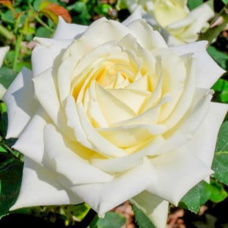 Rosa de flor grande White, C3 interface.art foto 1 Rosa de flor grande White, C3 interface.image 1 interface.art 3627