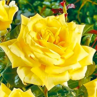 Rosa de flor grande Yellow, C3 interface.art foto 1 Rosa de flor grande Yellow, C3 interface.image 1 interface.art 3630