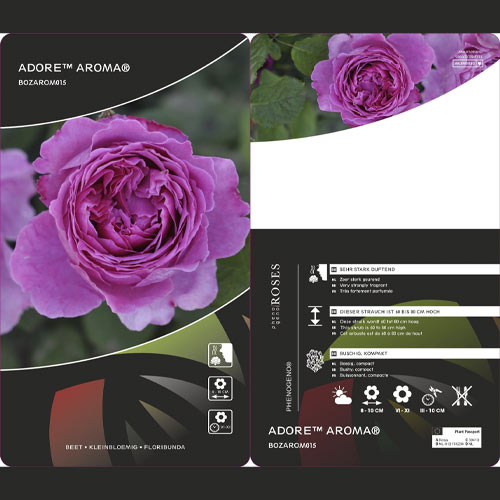 Rosa floribunda Adore Aroma®, С3 interface.art foto 3 Rosa floribunda Adore Aroma®, С3 interface.image 3 interface.art 2065