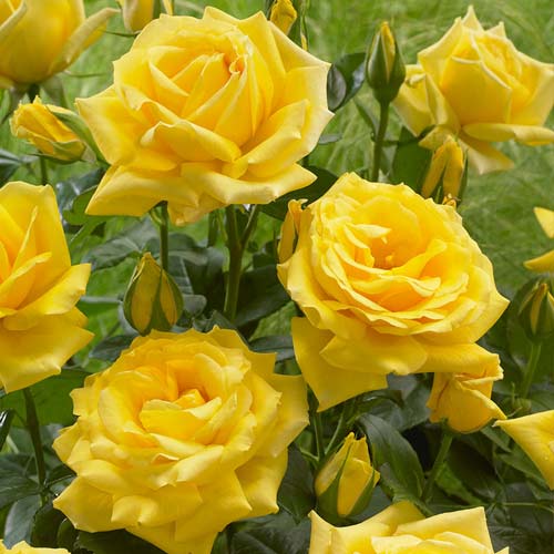 Rosa floribunda Allgold, C3 interface.art foto 1 Rosa floribunda Allgold, C3 interface.image 1 interface.art 6202