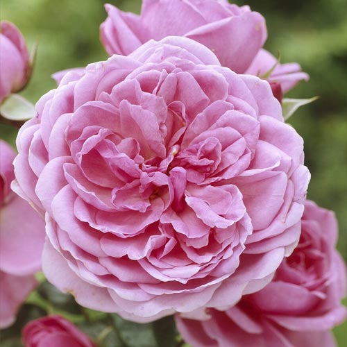 Rosa floribunda Berleburg ®, С5 interface.art foto 1 Rosa floribunda Berleburg ®, С5 interface.image 1 interface.art 6170