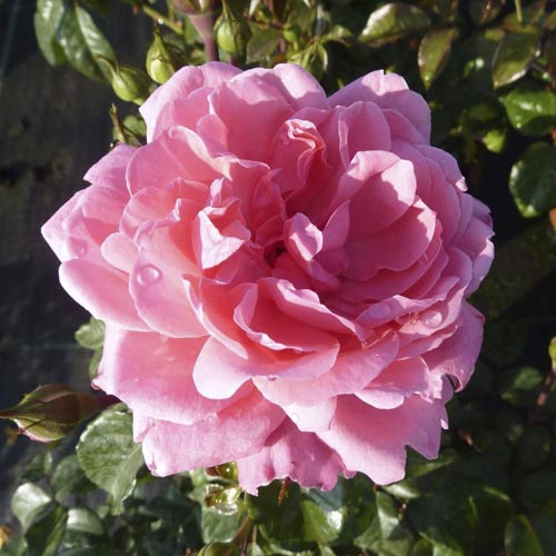 Rosa floribunda Berleburg ®, С5 interface.art foto 2 Rosa floribunda Berleburg ®, С5 interface.image 2 interface.art 6170
