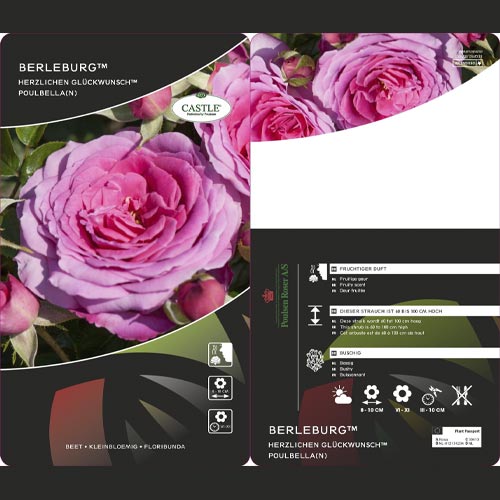 Rosa floribunda Berleburg ®, С5 interface.art foto 3 Rosa floribunda Berleburg ®, С5 interface.image 3 interface.art 6170