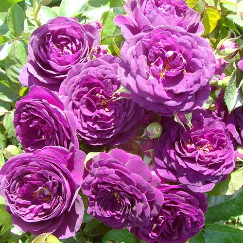 Rosa floribunda Blue-Violet, C3 interface.art foto 1 Rosa floribunda Blue-Violet, C3 interface.image 1 interface.art 3607