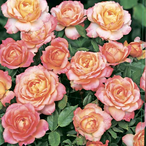 Rosa floribunda Briosa®, C5 interface.art foto 1 Rosa floribunda Briosa®, C5 interface.image 1 interface.art 6149