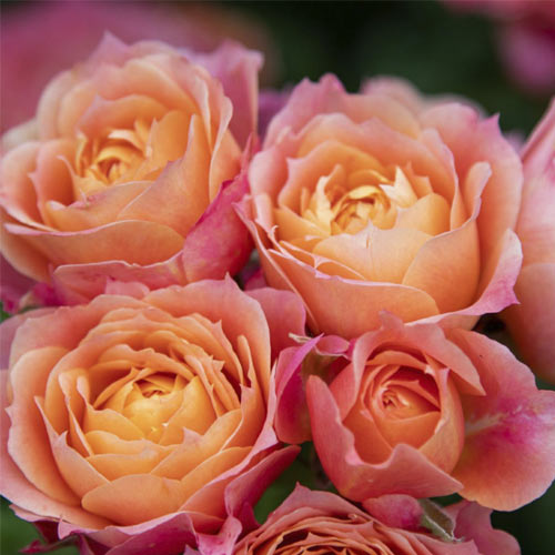 Rosa floribunda Briosa®, C5 interface.art foto 2 Rosa floribunda Briosa®, C5 interface.image 2 interface.art 6149