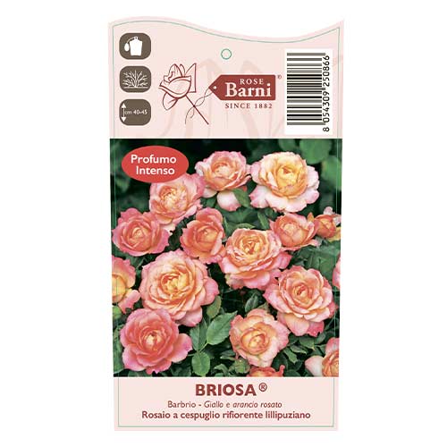 Rosa floribunda Briosa®, C5 interface.art foto 4 Rosa floribunda Briosa®, C5 interface.image 4 interface.art 6149
