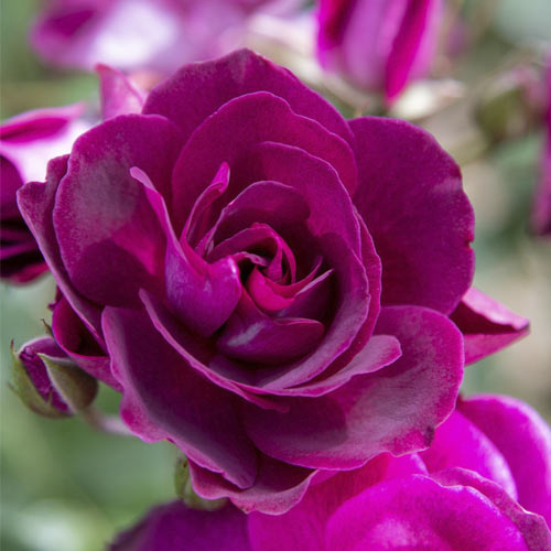 Rosa floribunda Burgundy Iceberg®, C5 interface.art foto 1 Rosa floribunda Burgundy Iceberg®, C5 interface.image 1 interface.art 6146