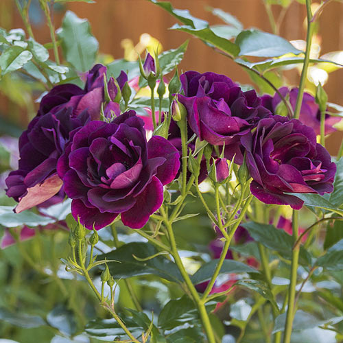 Rosa floribunda Burgundy Iceberg®, C5 interface.art foto 3 Rosa floribunda Burgundy Iceberg®, C5 interface.image 3 interface.art 6146