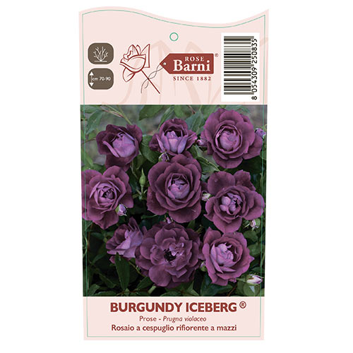 Rosa floribunda Burgundy Iceberg®, C5 interface.art foto 5 Rosa floribunda Burgundy Iceberg®, C5 interface.image 5 interface.art 6146