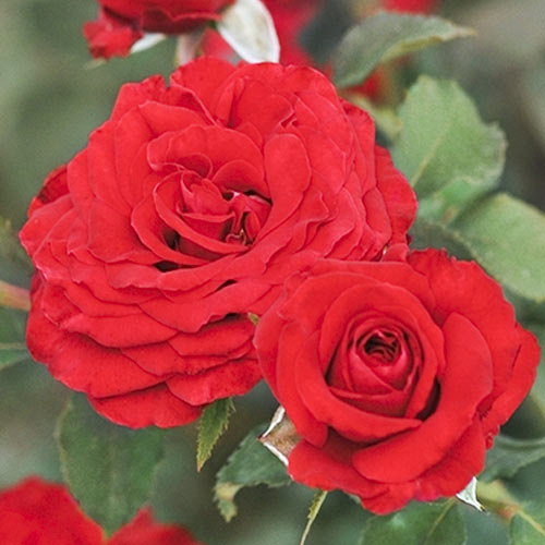 Rosa floribunda Carmine™ Vaza ®, С3 interface.art foto 1 Rosa floribunda Carmine™ Vaza ®, С3 interface.image 1 interface.art 6171