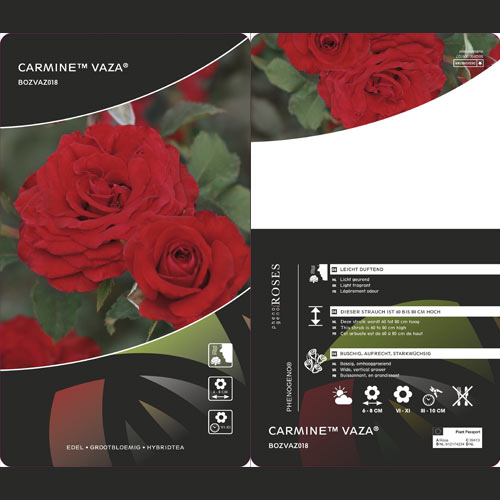 Rosa floribunda Carmine™ Vaza ®, С3 interface.art foto 2 Rosa floribunda Carmine™ Vaza ®, С3 interface.image 2 interface.art 6171