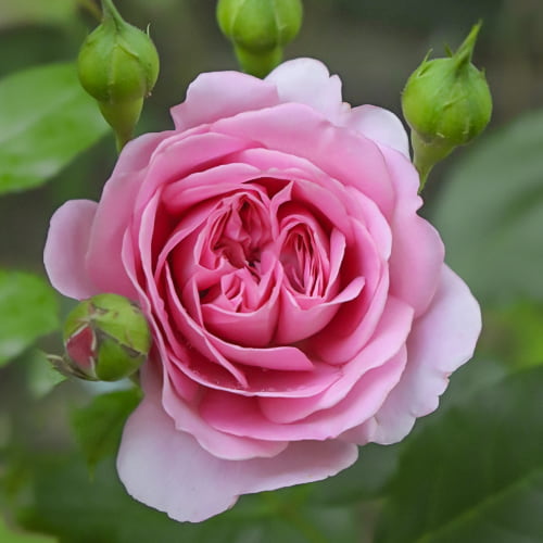 Rosa floribunda Celebrating Life®, C3 interface.art foto 1 Rosa floribunda Celebrating Life®, C3 interface.image 1 interface.art 5445