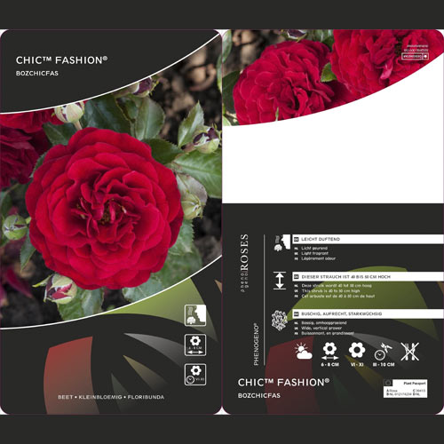 Rosa floribunda Chic™ Fashion ®, С3 interface.art foto 3 Rosa floribunda Chic™ Fashion ®, С3 interface.image 3 interface.art 6172