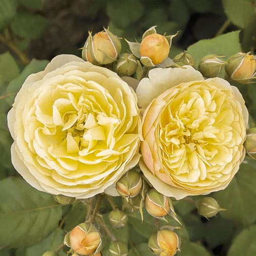 Rosa floribunda Citronchello™, С3 interface.art foto 1 Rosa floribunda Citronchello™, С3 interface.image 1 interface.art 5821