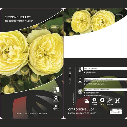 Rosa floribunda Citronchello™, С3 interface.art foto 2 Rosa floribunda Citronchello™, С3 interface.image 2 interface.art 5821