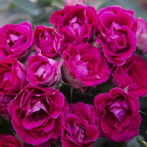Rosa floribunda Czeslaw Milosz® interface.art foto 2 Rosa floribunda Czeslaw Milosz® interface.image 2 interface.art 6192