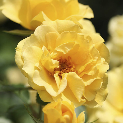 Rosa floribunda Dark Yellow™ Vaza ®, С3 interface.art foto 1 Rosa floribunda Dark Yellow™ Vaza ®, С3 interface.image 1 interface.art 6173