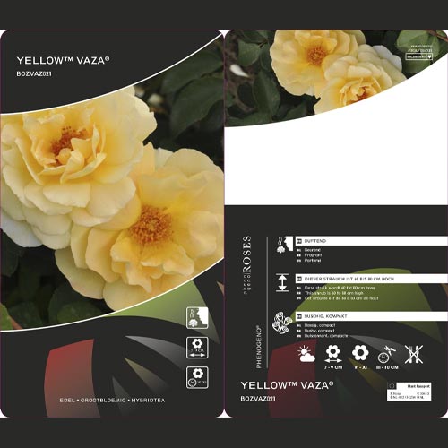 Rosa floribunda Dark Yellow™ Vaza ®, С3 interface.art foto 2 Rosa floribunda Dark Yellow™ Vaza ®, С3 interface.image 2 interface.art 6173