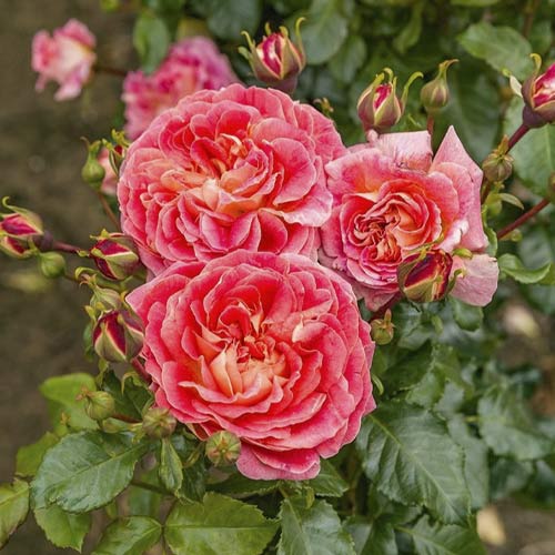 Rosa floribunda Designer Sunset®, C3 interface.art foto 1 Rosa floribunda Designer Sunset®, C3 interface.image 1 interface.art 4984
