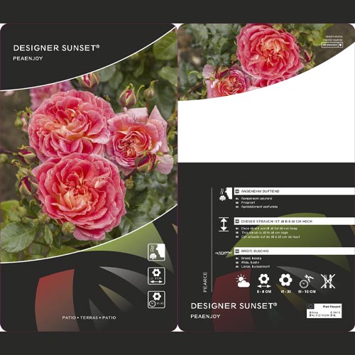 Rosa floribunda Designer Sunset®, C3 interface.art foto 2 Rosa floribunda Designer Sunset®, C3 interface.image 2 interface.art 4984