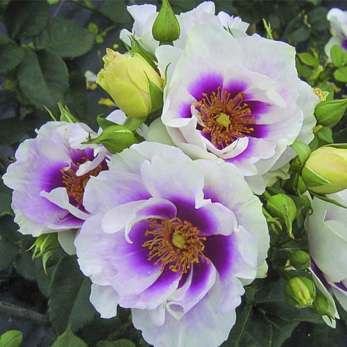 Rosa floribunda Eyes for You®, C5 interface.art foto 2 Rosa floribunda Eyes for You®, C5 interface.image 2 interface.art 5507