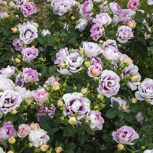 Rosa floribunda Eyes for You®, C5 interface.art foto 3 Rosa floribunda Eyes for You®, C5 interface.image 3 interface.art 5507