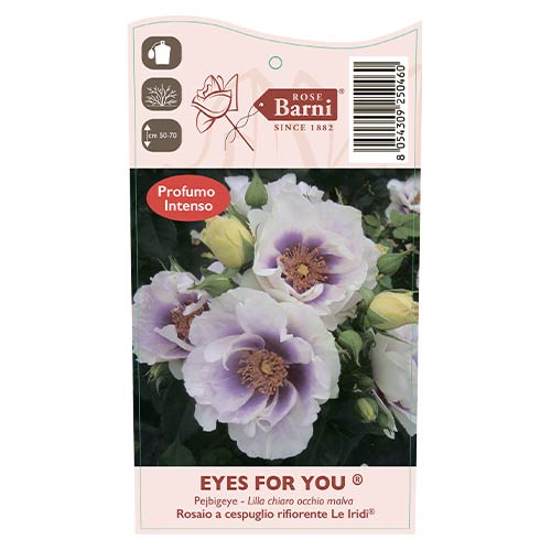Rosa floribunda Eyes for You®, C5 interface.art foto 5 Rosa floribunda Eyes for You®, C5 interface.image 5 interface.art 5507