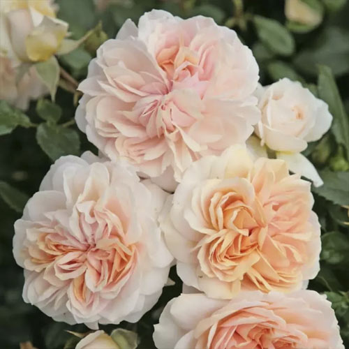 Rosa floribunda Garden of Roses®, C5 interface.art foto 1 Rosa floribunda Garden of Roses®, C5 interface.image 1 interface.art 5822
