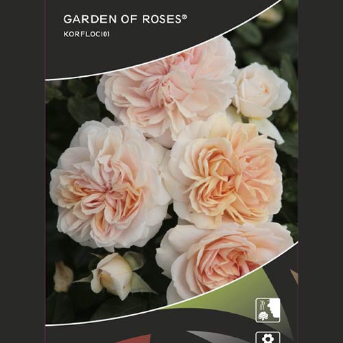 Rosa floribunda Garden of Roses®, C5 interface.art foto 2 Rosa floribunda Garden of Roses®, C5 interface.image 2 interface.art 5822