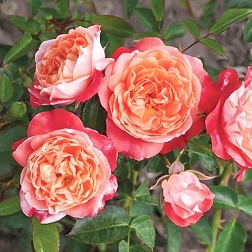 Rosa floribunda Hippie™ Fashion ®, С3 interface.art foto 1 Rosa floribunda Hippie™ Fashion ®, С3 interface.image 1 interface.art 6174