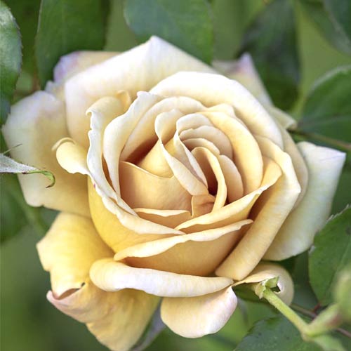 Rosa floribunda Honey Dijon®, C5 interface.art foto 1 Rosa floribunda Honey Dijon®, C5 interface.image 1 interface.art 6144