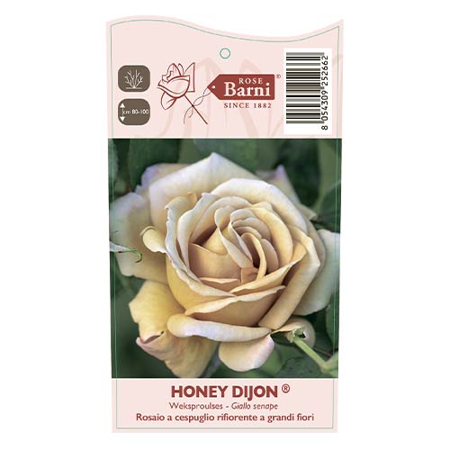 Rosa floribunda Honey Dijon®, C5 interface.art foto 3 Rosa floribunda Honey Dijon®, C5 interface.image 3 interface.art 6144