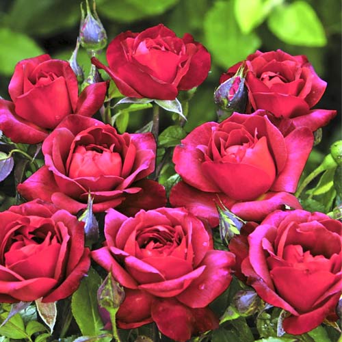 Rosa floribunda Hot Cocoa®, C5 interface.art foto 1 Rosa floribunda Hot Cocoa®, C5 interface.image 1 interface.art 5509