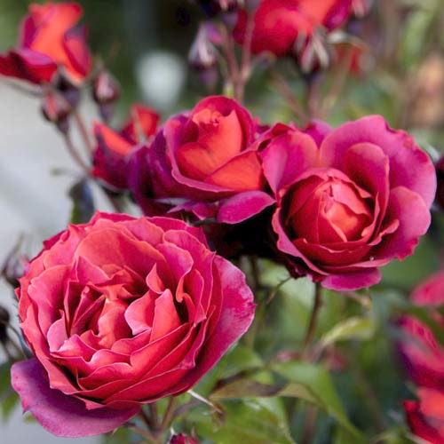 Rosa floribunda Hot Cocoa®, C5 interface.art foto 2 Rosa floribunda Hot Cocoa®, C5 interface.image 2 interface.art 5509