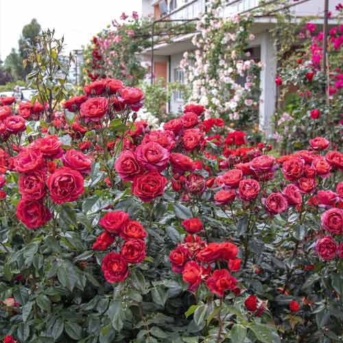 Rosa floribunda Hot Cocoa®, C5 interface.art foto 3 Rosa floribunda Hot Cocoa®, C5 interface.image 3 interface.art 5509