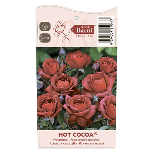 Rosa floribunda Hot Cocoa®, C5 interface.art foto 5 Rosa floribunda Hot Cocoa®, C5 interface.image 5 interface.art 5509