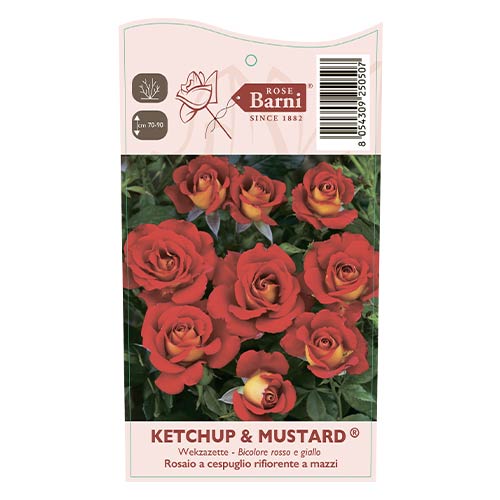 Rosa floribunda Ketchup-Mustard®, C5 interface.art foto 4 Rosa floribunda Ketchup-Mustard®, C5 interface.image 4 interface.art 5512