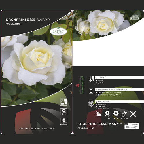 Rosa floribunda Kronprinsesse Mary ®, С5 interface.art foto 2 Rosa floribunda Kronprinsesse Mary ®, С5 interface.image 2 interface.art 4970
