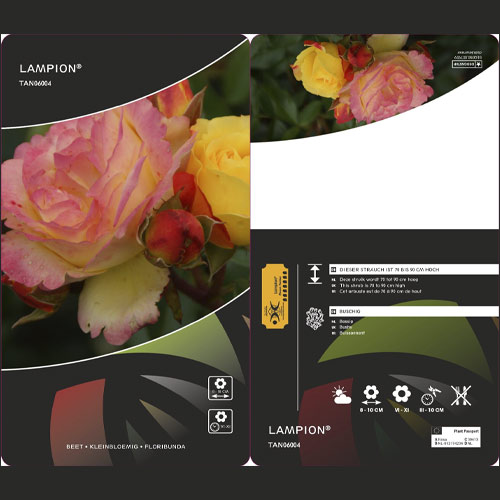 Rosa floribunda Lampion ®, С3 interface.art foto 3 Rosa floribunda Lampion ®, С3 interface.image 3 interface.art 6175