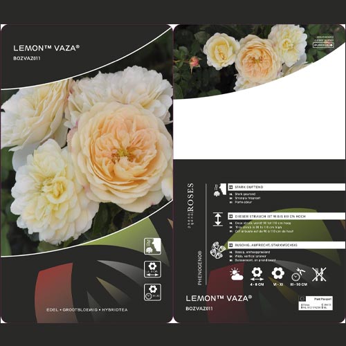 Rosa floribunda Lemon™ Vaza ®, С5 interface.art foto 2 Rosa floribunda Lemon™ Vaza ®, С5 interface.image 2 interface.art 4989