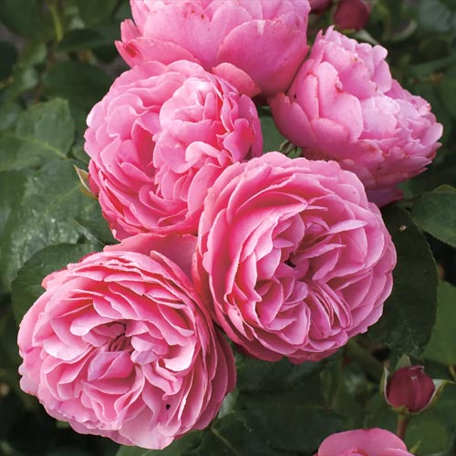 Rosa floribunda Leonardo da Vinci®, C3 interface.art foto 1 Rosa floribunda Leonardo da Vinci®, C3 interface.image 1 interface.art 4553